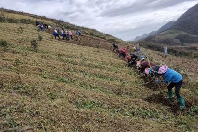  楠木河村狮子垴中药材基地喜获丰收