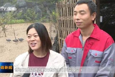 IT夫妻化身“鸡司令”