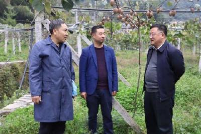 陈华到长乐坪镇苏家河村调研村集体经济发展工作