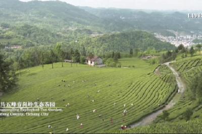 我县茶园风光亮相外交部湖北全球特别推介活动专场直播