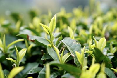 楠木桥：古茶树百年等待 只为一次飘香