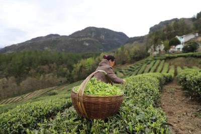 长乐坪镇春茶产销实现开门红