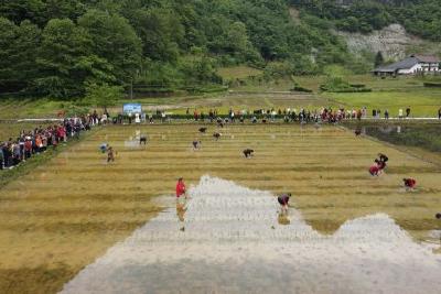 长乐坪镇白岩坪村：村民自办插秧节 玫瑰花开迎客来