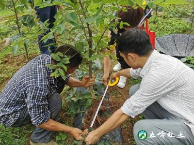 五峰林业：当日办结，跟踪服务，全力优化营商环境