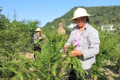 红豆杉扮靓村庄 生态绿带富乡民