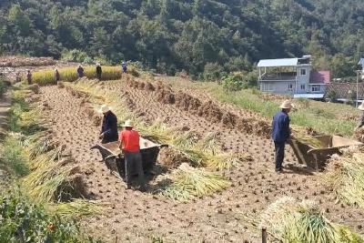 抓生产 强监管 保质量  落细落实农业安全