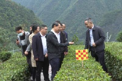 宋文豹来我县调研茶叶产业发展情况