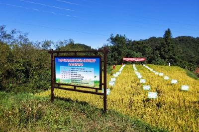 全市化肥减量增效暨退化耕地治理示范观摩会在我县召开