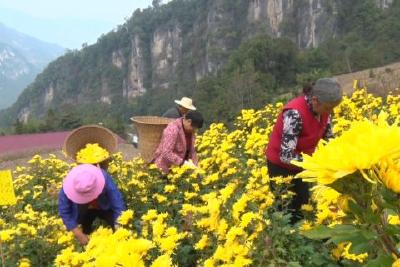 五峰镇怀抱窝村：霜打菊花开 采菊正当时