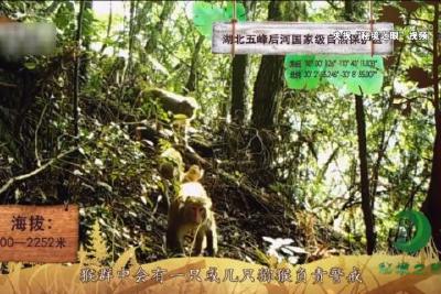 央视关注后河“萌宝” 我县生态优势显成效