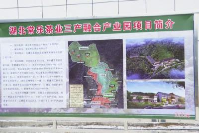 茶旅融合综合体 全域旅游景气新