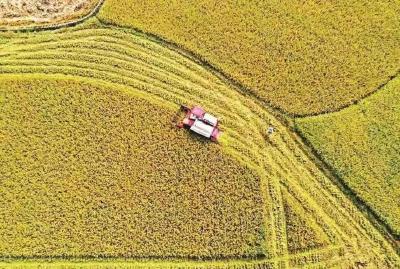 总书记牵挂的粮食安全丨“饭碗主要装中国粮”