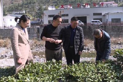 春茶“迟到”   采摘期缩短需留意
