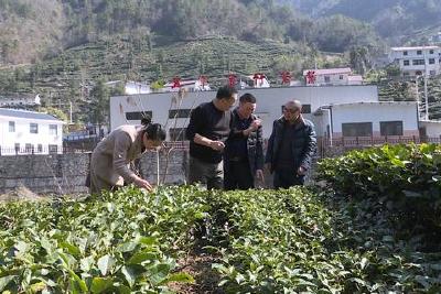 茶叶专家深入茶园茶企开展技术服务