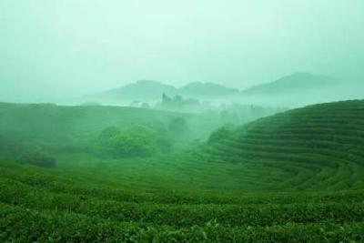 关注天气变化 加强茶园管理