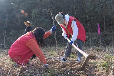 我县今年计划完成义务植树1万亩100万株