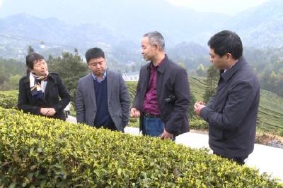 中国农科院茶叶研究所成果转化示范基地落户五峰