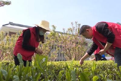 绿化茶树发新芽 采茶自饮品茗香