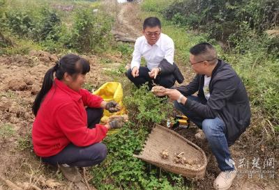 能人返乡养猪种药 带领乡亲们蹚出一条产业致富路
