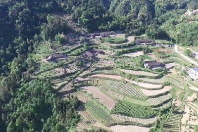 古茶树焕发新生机 五峰茶香飘古韵