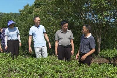 市政协来我县开展重点提案督办调研工作 推动古茶树资源保护及开发利用