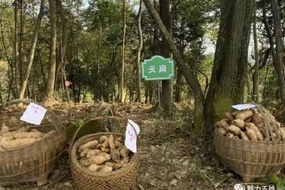 “五峰天麻”C位出道全国“说医解药”科普大赛