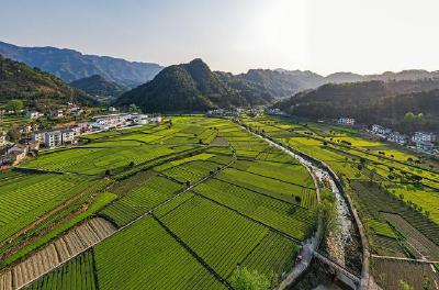 党建引领抓得好 每村奖补二十万 全市将评选50个抓党建促乡村振兴示范村