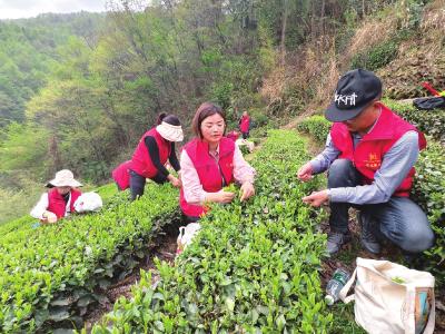 五峰春茶“抢鲜战”创双高 收购鲜叶6125吨 生产干茶1441吨 较去年均上升