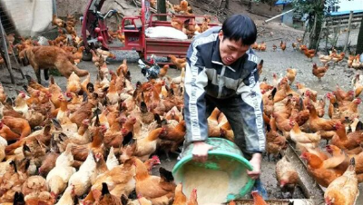 新春走基层 | 让土鸡蛋“飞”出大山，襄阳这个直播间“播”出好年景