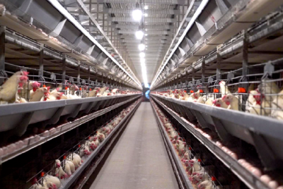 一枚“浠水鸡蛋”的“链”式跃迁 ——5位一线奋斗者讲述创新与实践的故事