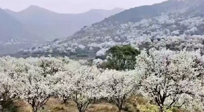  打卡“千亩李花雪”，遇见利川最美的春天