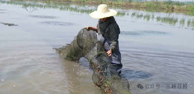 抢“鲜”上市，今年的第一锅你吃了吗？