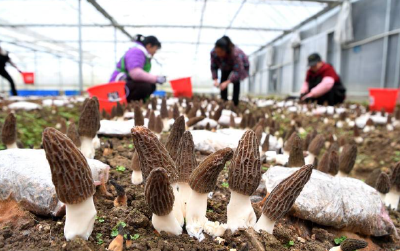 小山村念活山水“致富经”