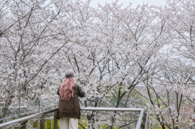 武汉樱花“打擂台”