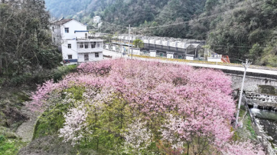 一辆车、一顿饭背后的山乡幸福蝶变