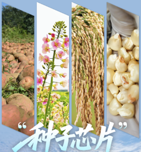 “种子芯片”向总书记报喜