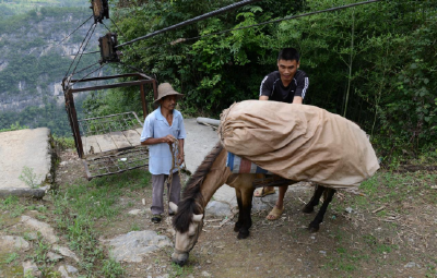 从“索道运茶”到“云端卖茶”的变迁