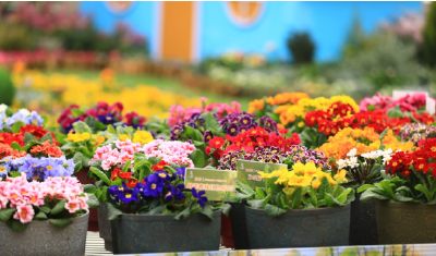 崖壁花开，香越重洋 ——一朵报春花的故土新生