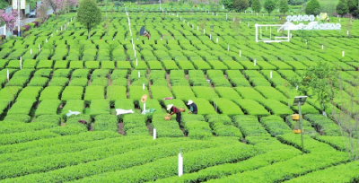 宜昌茶叶为何越泡越有味？