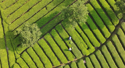 绿叶跨越山海 侗乡茶香天下——恩施市芭蕉侗族乡全力推进“名优茶出省、大宗茶出海”战略