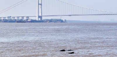 从“长江精灵”到“城市家人”，武汉为何选择江豚作为城市吉祥物