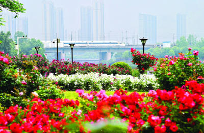 樱花之后，武汉多种春花接档，武汉公园绣出“开不尽”的春之卷