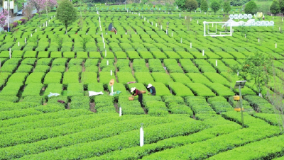 宜昌茶叶为何越泡越有味？