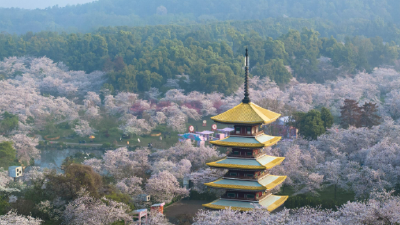 清明假日，湖北省旅游产品搜索热度环比增长超180%，武汉稳居春游“C位”
