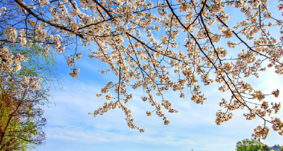 一路繁花！笔墨光影里的襄阳春日