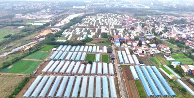 从一筐菜到一条链！孝昌蔬菜产业“链”上起舞