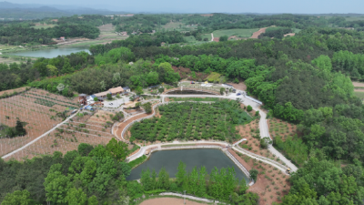 鄂西北绿水青山里一颗红樱桃的“甜蜜逆袭”