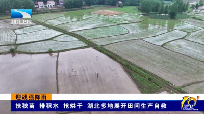 迎战强降雨 | 扶秧苗 排积水 抢烘干 湖北多地展开田间生产自救 