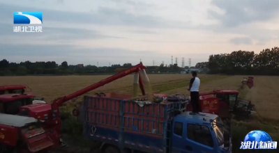 雨口夺粮！湖北昼夜鏖战抢收小麦 