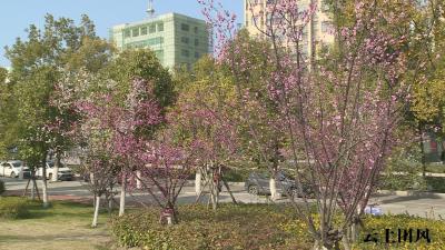 团风：春光明媚花正好 正是踏春赏景时